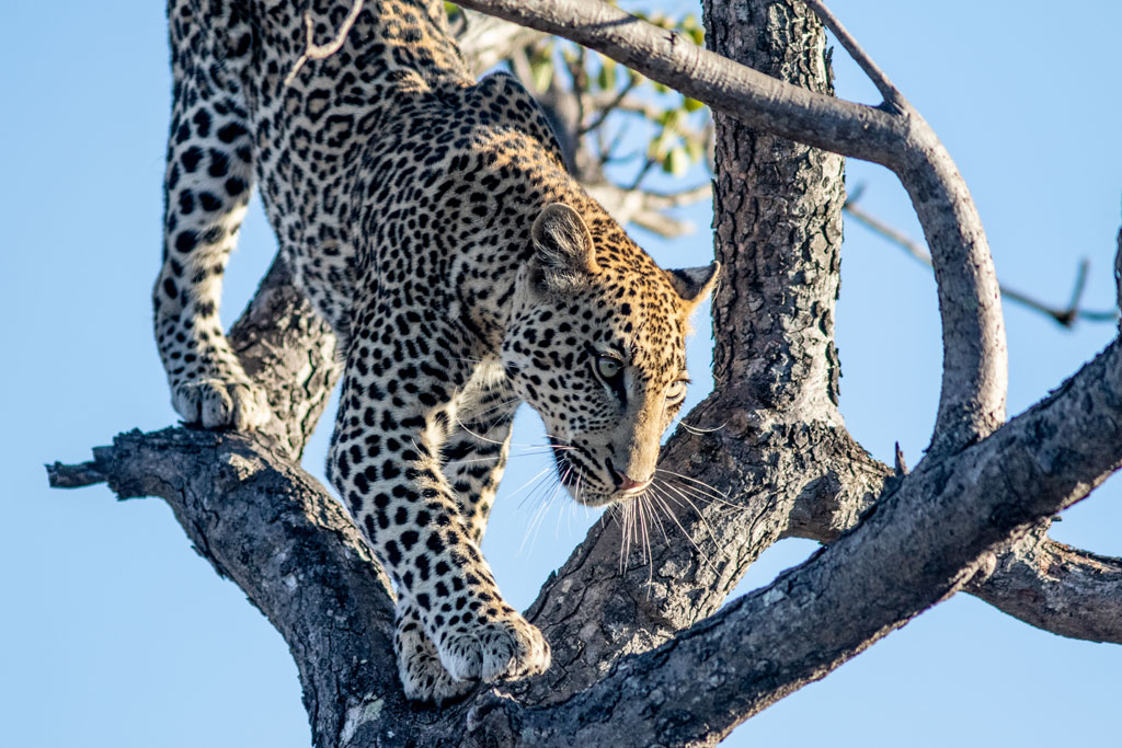 Big 5 Game Drives with Leopards Lair Bush Lodge